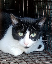 face of cat